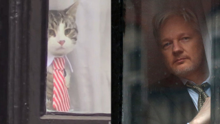 Bored and Irrelevant, Julian Assange Plays Kitty Cat Dress-Up<em></em>